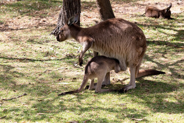 the kangaroo-Island Kangaroo joey is feeding from its mothers pouch