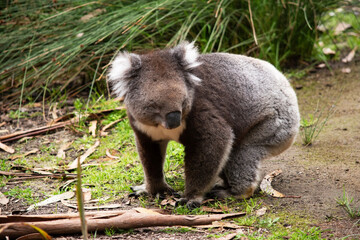 the Koala is walking on the ground between trees