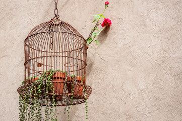 A rusty bird cage with plants inside, hanging on a cement wall.