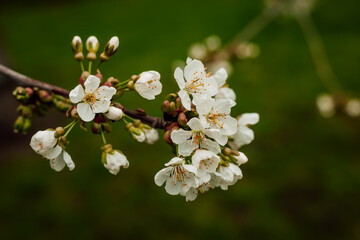A branch of a blooming white cherry tree on the background of greenery. garden.