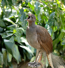 the lyre bird male has an ornate tail, with special curved feathers that, in display, assume the...