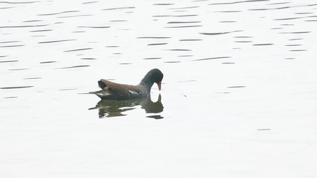 common moorhen in a pond