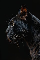 Majestic black cat with glowing eyes against a dark background