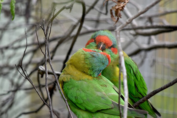 The musk lorikeet is mainly green and it is identified by its red forehead, blue crown and a distinctive yellow band on its wing.