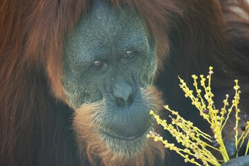 Orangutans are the largest arboreal mammal, spending most of their time in trees. Long, powerful...