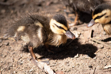 the Pacific black duckling is walking