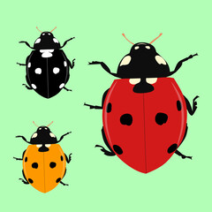ladybug red illustration