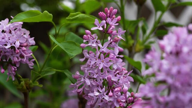 Lavender Clusters of lilac flowers bloom in the garden with a soft blur in the background. Flowers stand out in front of a white lattice and a blurred building. High quality 4k footage