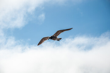 Olrog's Gull (Larus Atlanticus) flying in the sky