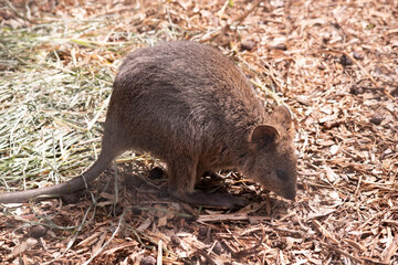 The Quokka is a small wallaby with thick, coarse, grey-brown fur with lighter underparts. Its snout is naked and its ears are short.