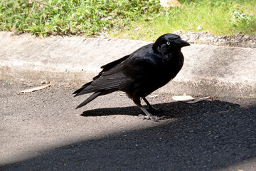 The Australian raven is an all black-bird with a black beak, mouth and tongue and sturdy black or grey-black legs and feet.