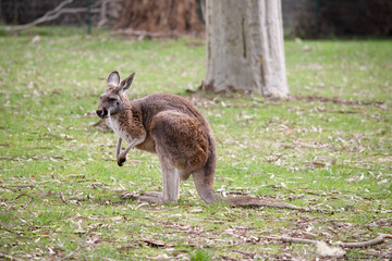 Naklejka na ściany i meble Red kangaroo males tend to be orange red in coloring while females are often blue grey. Both males and females are a lighter whitish color underneath.