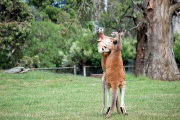 the red kangaroos are scratching each other in the chest and neck