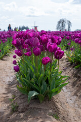Purple Tulip Field