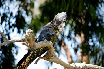 females have yellow spots on the head, neck and wings, and orange-yellow barring on the breast and undertail. Both sexes have dark brown eyes and brown-grey ..