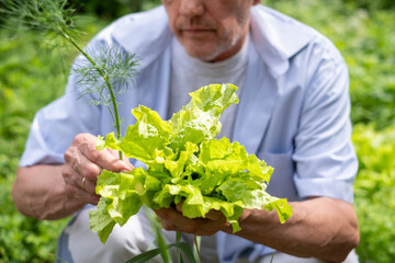 An attentive senior man inspecting a lush lettuce head in his garden, embodying the essence of...