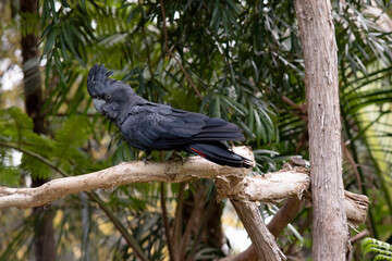 Male Red-tailed Black Cockatoos are black with two vibrant red stripes in the tail. They also have...