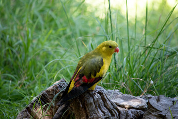 The female regent parrot is all light green. It has yellow shoulder patches and a narrow red band crosses the centre of the wings and yellow underwings.