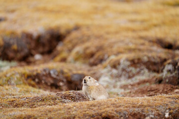 Small Pika on the Plateau