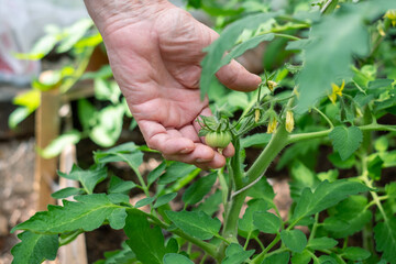 Close up of a hand nurturing a young tomato plant, symbolizing care and the cycle of life.