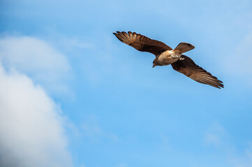 A phalcoboenus chimango flying over the sea