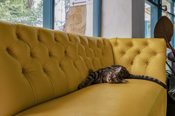 A black and gray striped cat sleeping on a yellow tufted sofa, in a house at the colonial town of Villa de Leyva, in central Colombia.