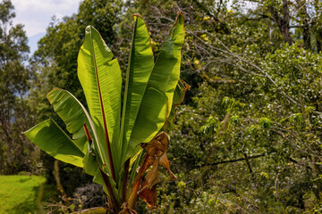 A banana plant growing in a field, illuminated by the sun of the afternoon, in a farm in the eastern Andean mountains of central Colombia.