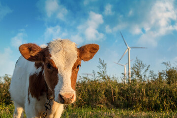 Beef Cattle grazing in a pasture under a windmill - Powered by Adobe