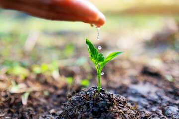 Closeup image of a woman's hand watering a small tree on pile of soil