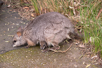 the tammar wallaby has a joey in her pouch