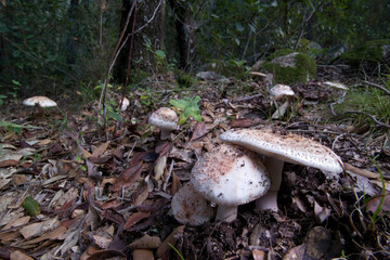 False death cap / false deathcap / citron amanita (Amanita citrina / Amanita mappa) growing in forest in autumn / fall. Sardinia, Italy.