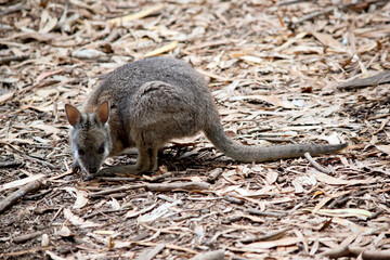 the tammar wallaby is looking for food on the ground