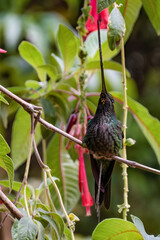 A sword-billed hummingbird perched on a twig of fuchsia Boliviana, in farm near the colonial town of Villa de Leyva, in central Colombia.