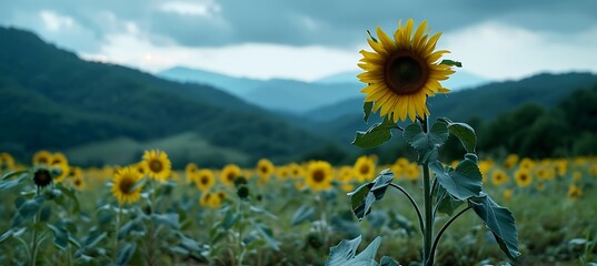 Radiant Solitude: A Single Sunflower Embracing Individuality, Majestic Amidst a Vast Field of Greenery, Symbolizing Strength, Resilience, and the Beauty of Standing Tall Against the Odds - obrazy, fototapety, plakaty