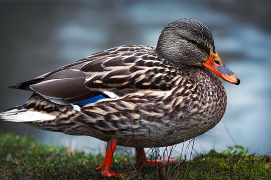 duck on a pond