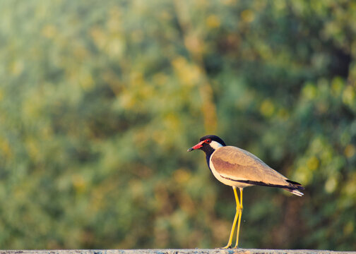 red-crowned heron