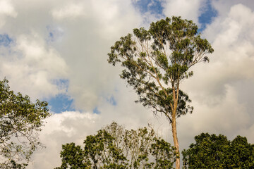 The top of an eucalyptus tree rises over the others trees in a forest, in the eastern Andean mountains of central Colombia.