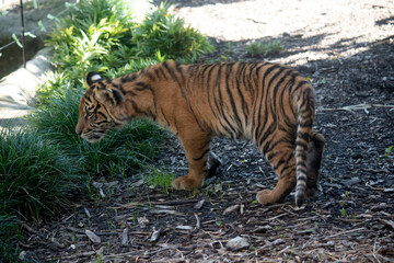 Tiger cubs are born small, blind, and weak. They're born with all their stripes and drink their mother's milk until they are six months old and then only eat meat.