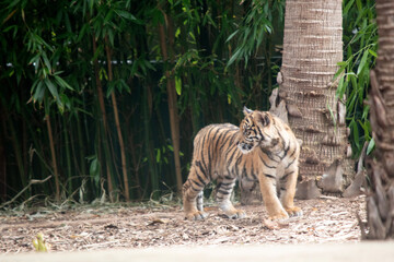 At four months of age tiger cubs are about the size of a medium-sized dog and spend their day playing, pouncing and wrestling with siblings