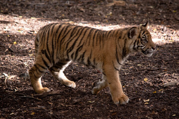 Tiger cubs have a coat of golden fur with dark stripes, the tiger is the largest wild cat in the world.