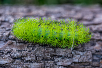Macro photo of a green fire taturana or "gata peluda", Lonomia Obliqua, on a trunk.