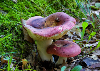 Darkening brittlegill, aka russula vinosa or obscura, mushroom in a forest. Sardinia, Italy. - obrazy, fototapety, plakaty