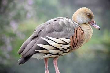 The plumed whistling duck's face and fore-neck are light, the crown and hind neck are pale brown and the brown feathers of the upper back are edged buff.
