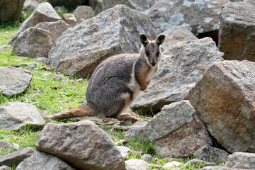 the yellow footed rock wallaby has a grey body with tan arms and a white chest and a long tail