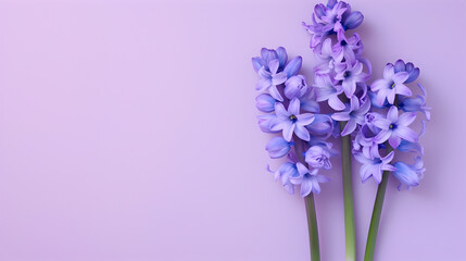 Fototapeta premium beautiful bunch of violet hyacinths flowers on decent pastel purple background - the background offers lots of space for text