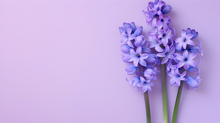 beautiful bunch of violet hyacinths flowers on decent pastel purple background - the background...