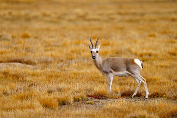 Tibetan Gazelle on the Grassland