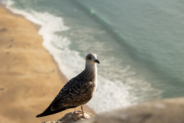 Young Seagull stand on a Rock, in the back we see a beautiful beach