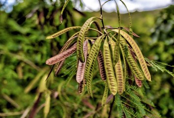 Tortola, British Virgin Islands - March 27, 2024: Close up of the seed pods of a mimosa tree on Norman Island
