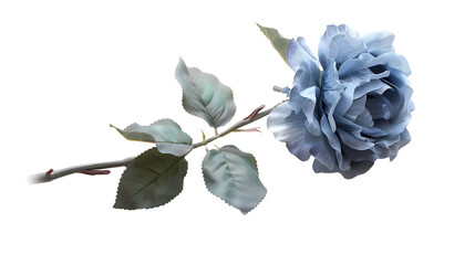 Light blue flower rose isolated on a white